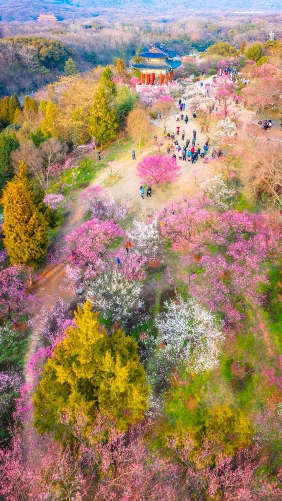 南京梅花山：天下第一梅山的前世今生