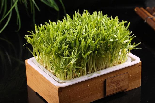 花生芽苗菜培育技术