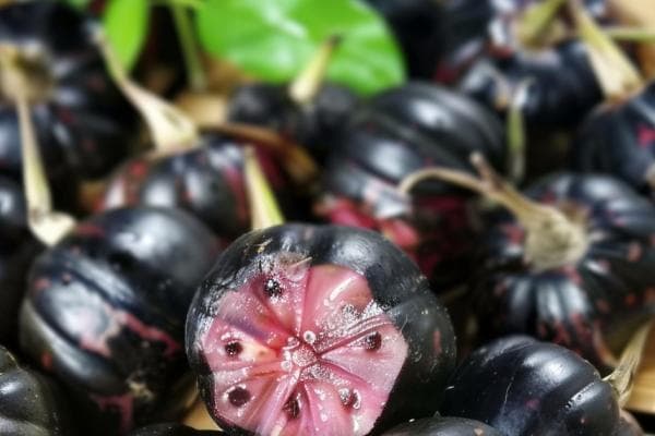 红果参：老人养生新选择，六种食用方法详解