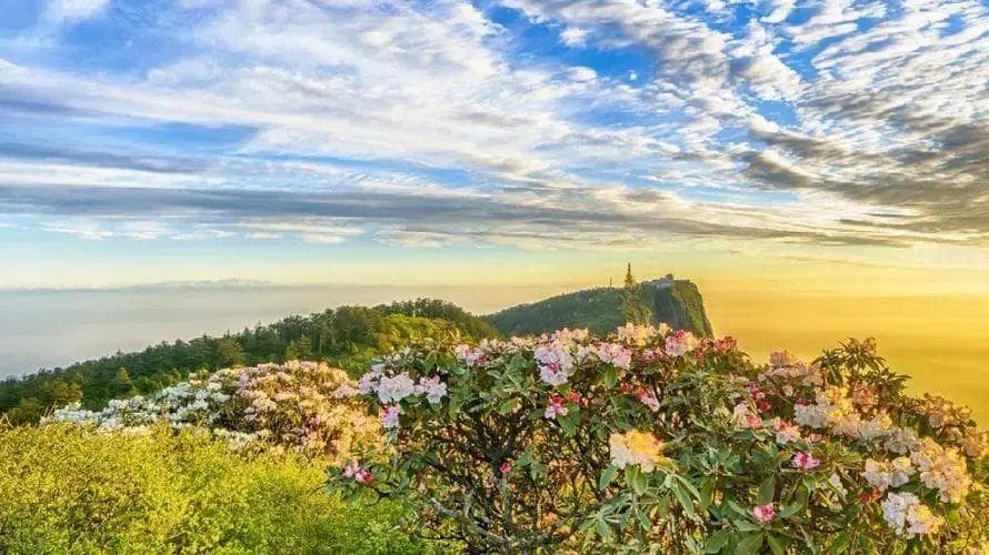 花开成海，美到窒息！这7个春季赏花胜地，错过等一年！