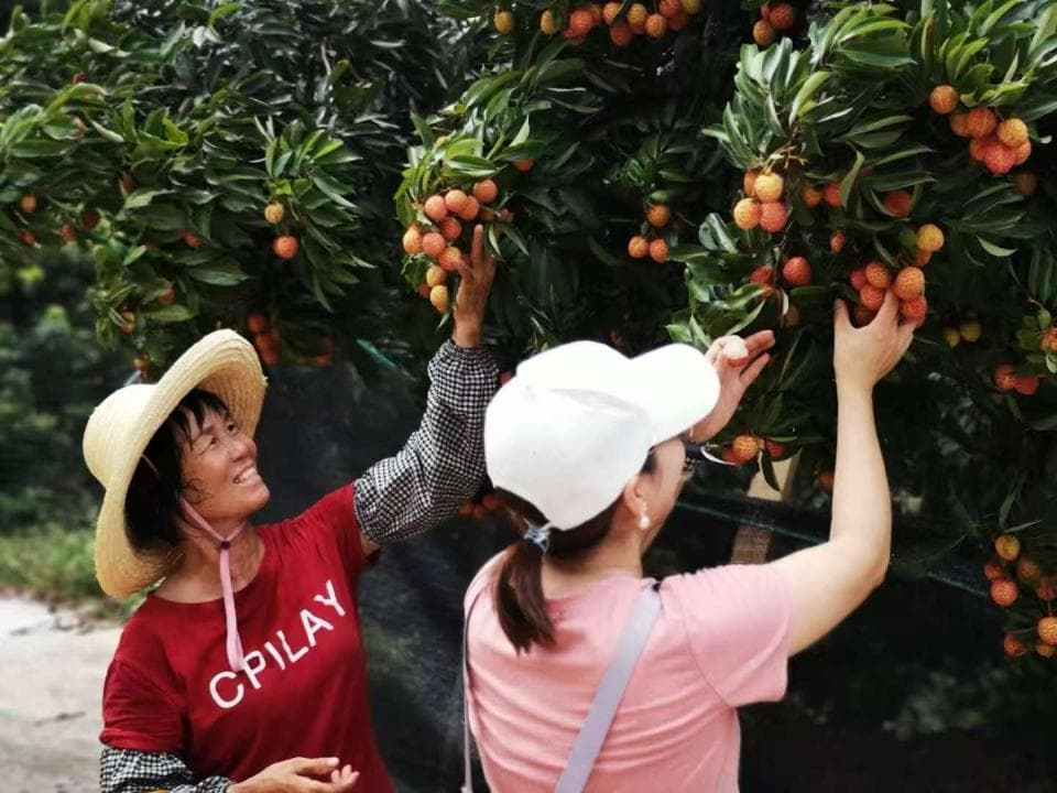 新媒体"带货"农产品如何成功？广东省乡土专家这样说