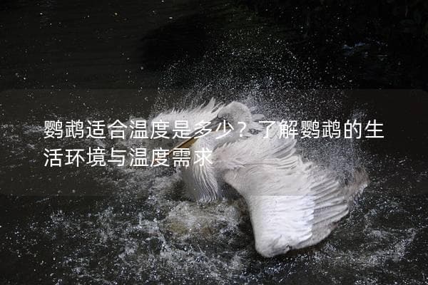 鹦鹉适合温度是多少？了解鹦鹉的生活环境与温度需求