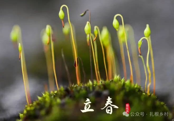 提个醒：2024年出生的未必是“龙宝宝”，生肖以哪一天作为分界线？