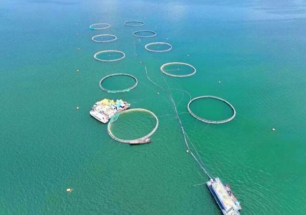 青海：传统渔业数智化升级  让三文鱼走向世界