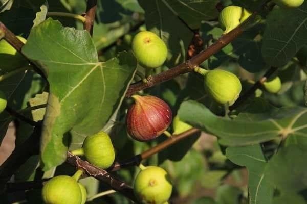 无花果南方种什么品种比较好？