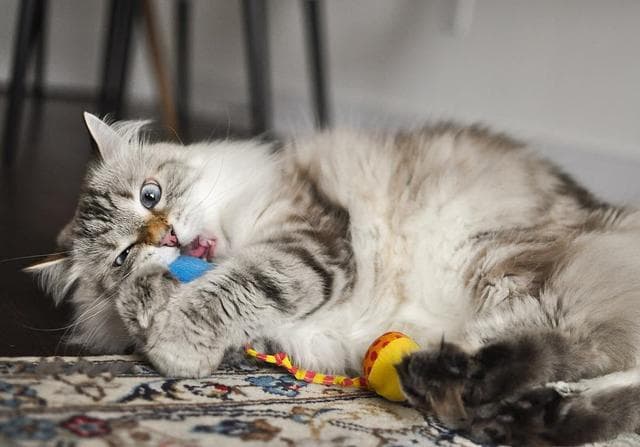猫咪"舔舐"行为背后的深意：八种原因，一次了解！