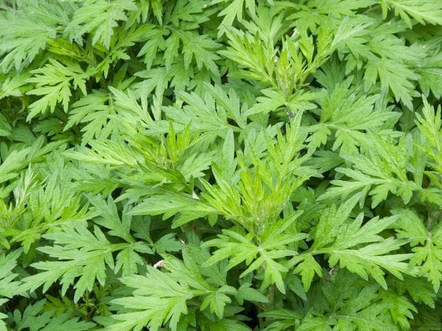 艾草能驱蚊子吗？多角度解析其驱蚊效果与应用
