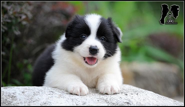 边境牧羊犬的饮食禁忌：这些食物可能危害狗狗健康