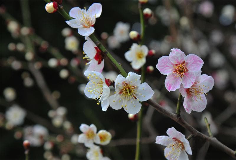 跟着时令去拍花｜邂逅“梅”好时光，这五大秘诀要记牢