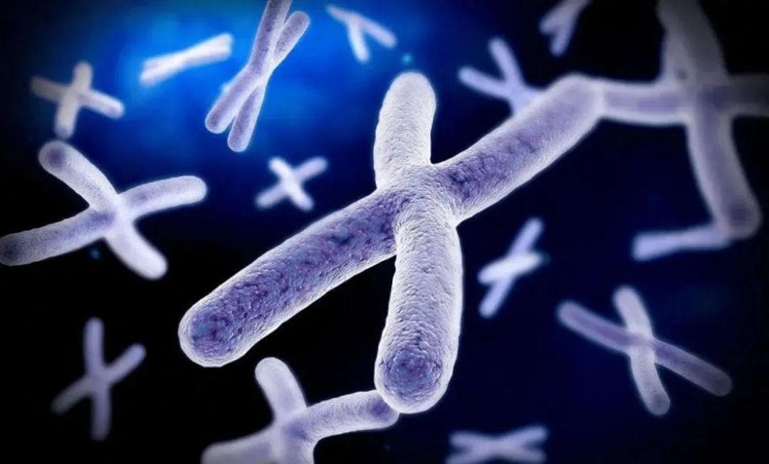 Nature：人类染色体正在以惊人速度进化！