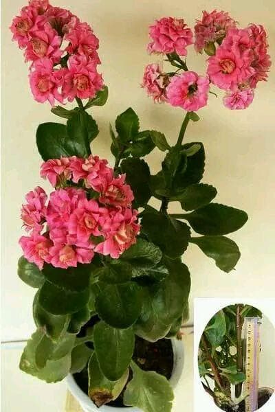 长寿花怎么打顶和摘心？这份养护指南请收好