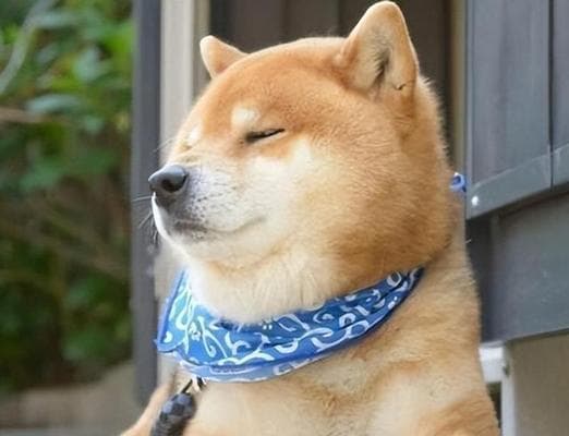 探寻智商最高的狗种（揭秘狗界的智商状元）