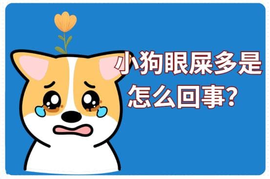 小狗眼屎多是怎么回事？揭秘背后原因