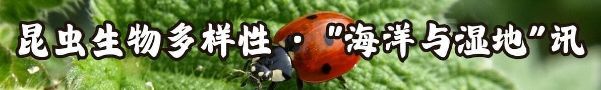 凌波微步——水黾（shuǐ mǐn）| 海洋与湿地·昆虫生物多样性