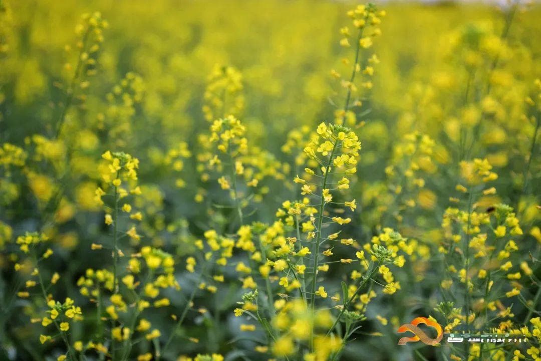广州白云区四大油菜花海打卡攻略：花开正盛，交通指引全奉上