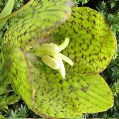 川贝母：从植物形态到临床应用的全面解析