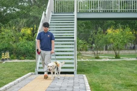 导盲犬是怎么工作的？遇到导盲犬要怎么做？