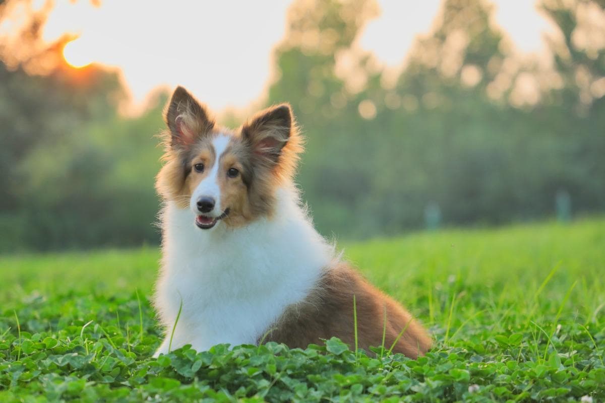 揭秘狂犬病：狗的唾液中是否有病毒？关键看这几点，别再一无所知！