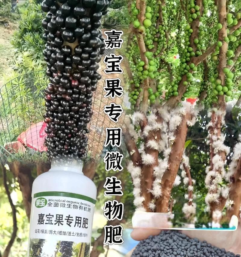 如何科学施肥促进葡萄生长（选用适宜的肥料，为葡萄提供全面营养）