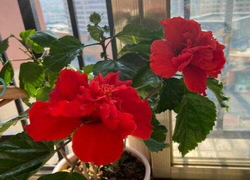 南阳台适合种什么植物？室内南向阳台适合栽的花