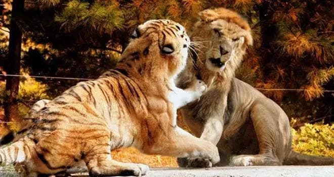你以为狮子和老虎就够大了？揭秘3种更庞大的猫科动物