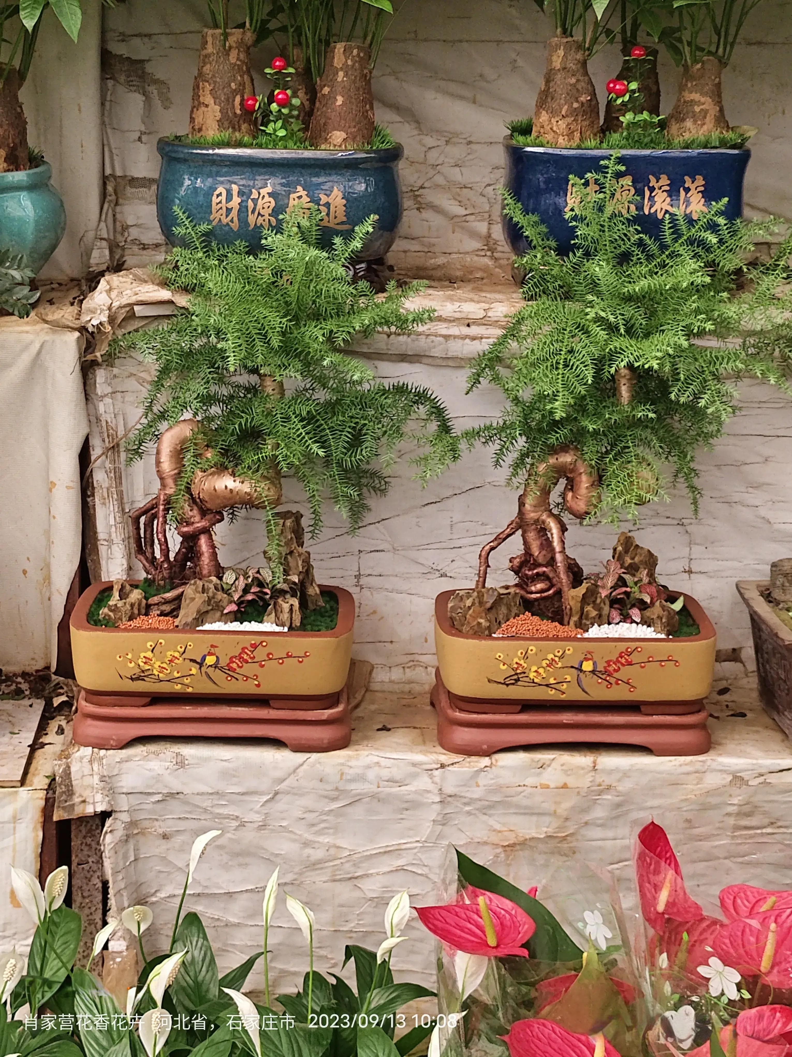 菊花种植方法和管理论文（菊花栽培养殖方法）