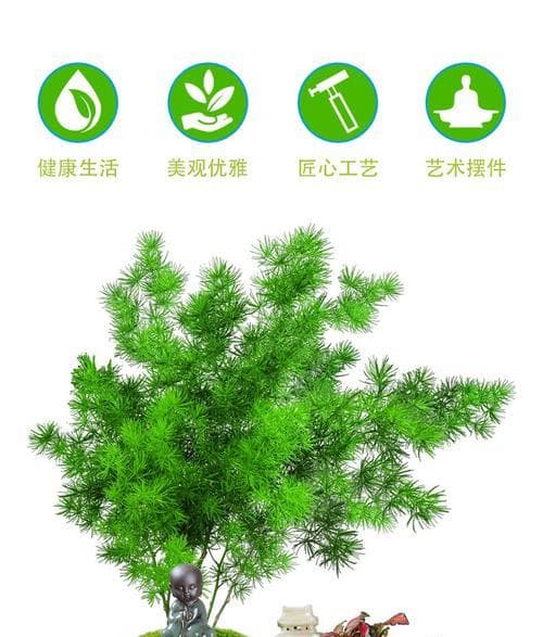 蓬莱松的养殖方法与注意事项（打造绿色生态家园，从蓬莱松开始）