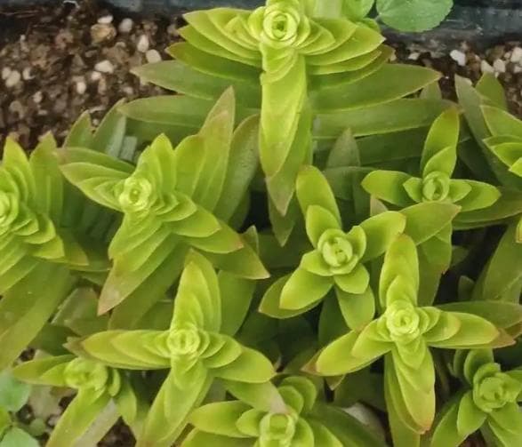 从光照到病虫害防治：多肉植物全方位养护指南
