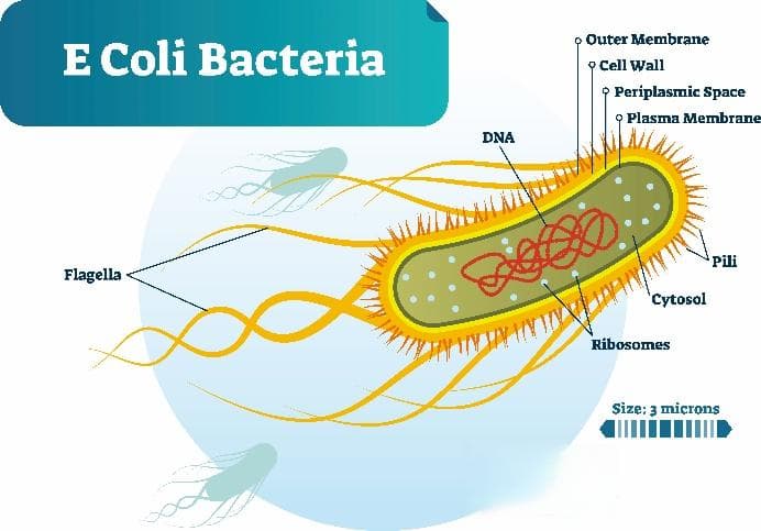 大肠杆菌作为宿主菌株在遗传工程和分子生物学中的应用