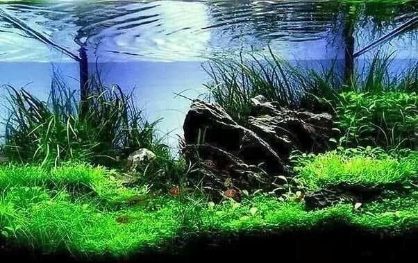 【水草品种资料】49种常见观赏水草详解