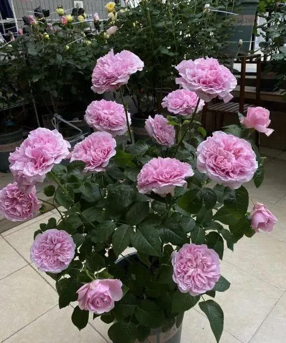 庭院养花首选月季：耐寒易养，四季花开