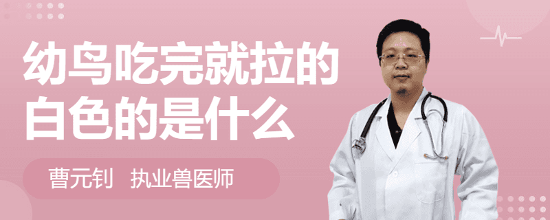 幼鸟吃完就拉的白色的是什么