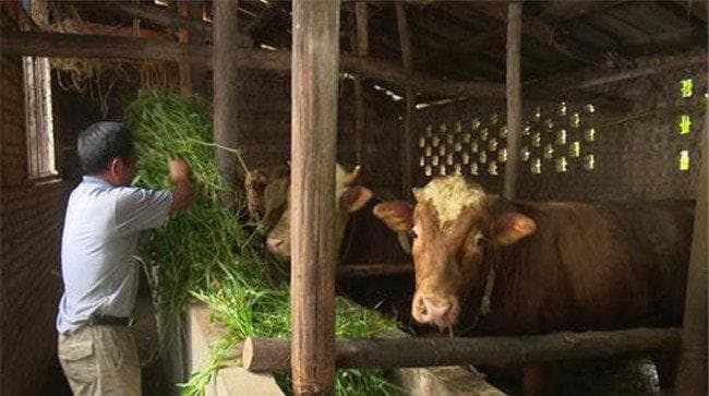 肉牛养殖技术全攻略：从饲喂到育肥的关键要点