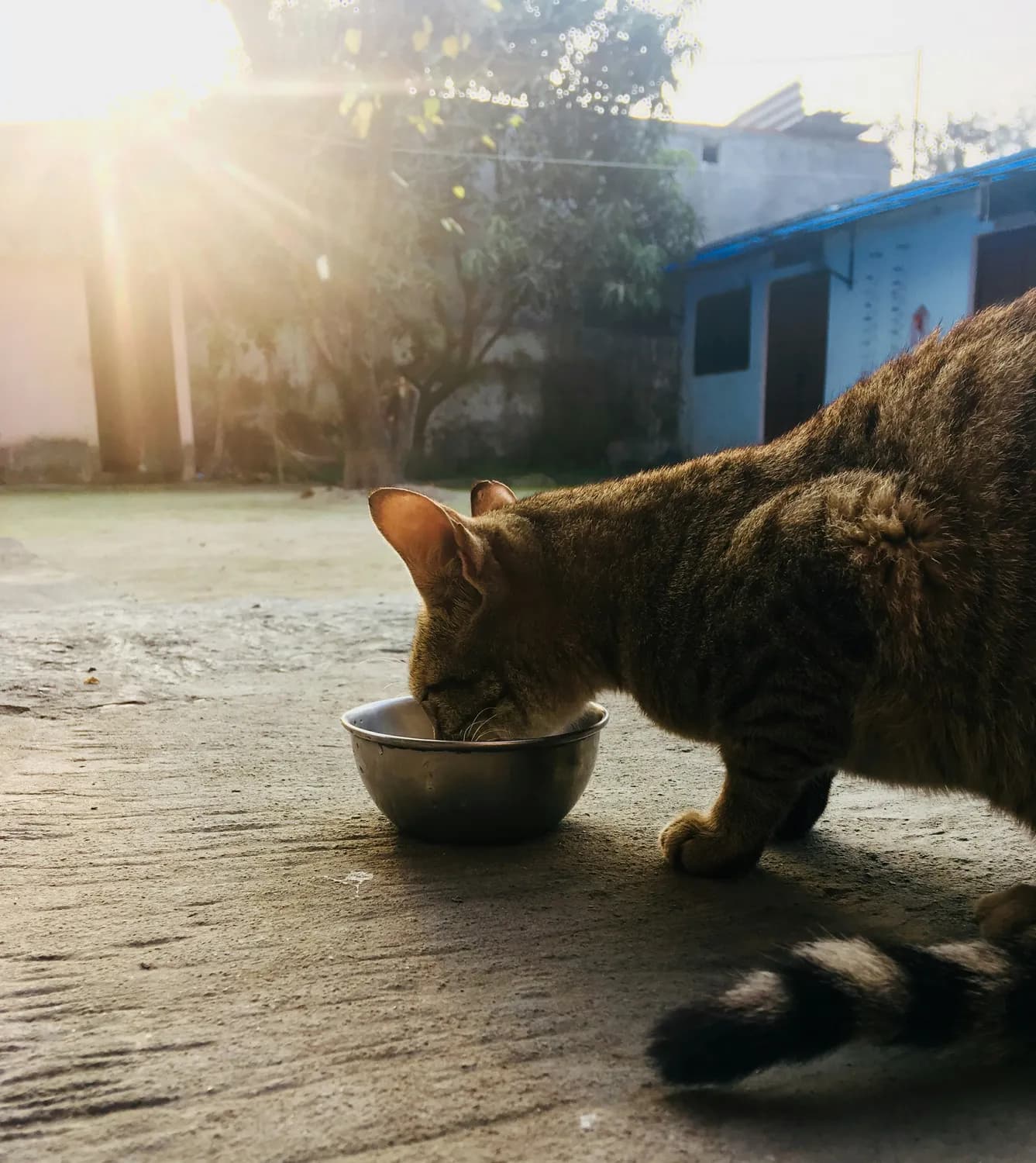 猫咪肠胃炎：饮食和感染是罪魁祸首？