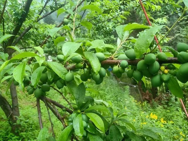 李子树怎么种植，李子树适合种植在什么地方？