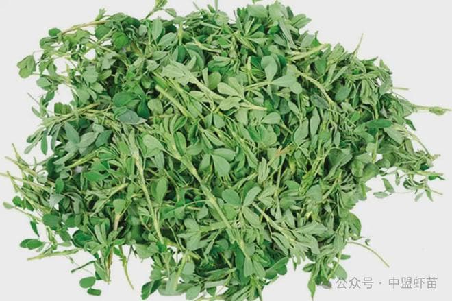 水产饲料新突破：紫花苜蓿替代鱼粉效果显著