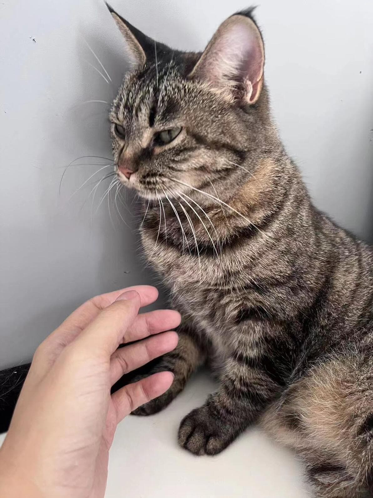 「寻猫」猫为什么会逃跑？猫会失踪多久？如果猫丢了怎么寻找？