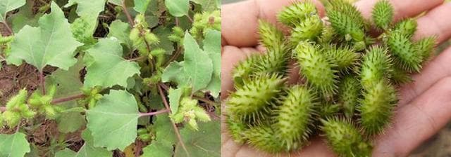 中药苍耳子采用炒法炮制后功效变化