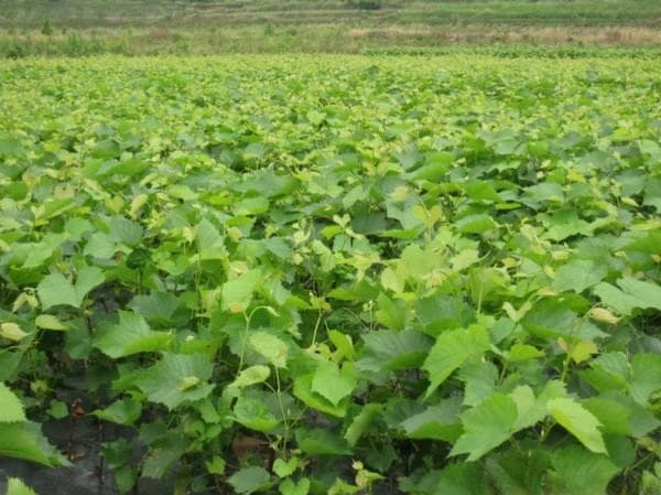 哈密瓜种植全攻略：从播种到管理的实用指南