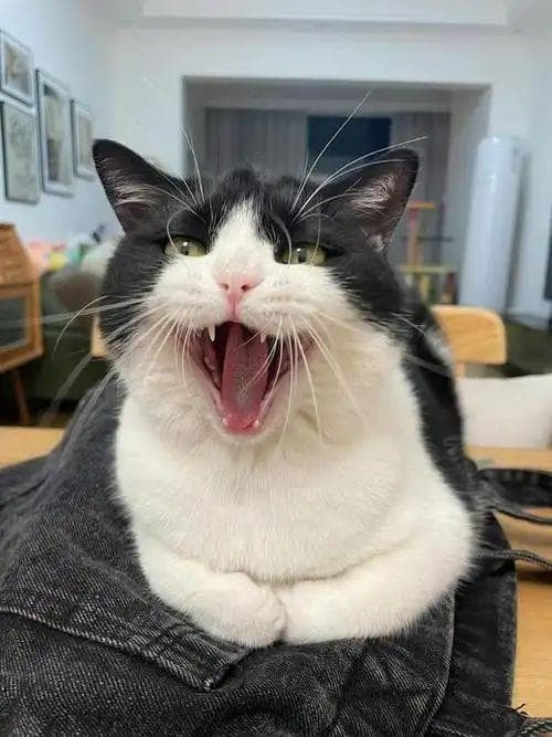 猫奴变形记：当人类遇上主子的那些年，宠到没朋友！