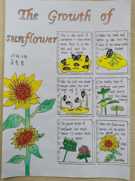 掌握六大观察方法，开启植物观察之旅