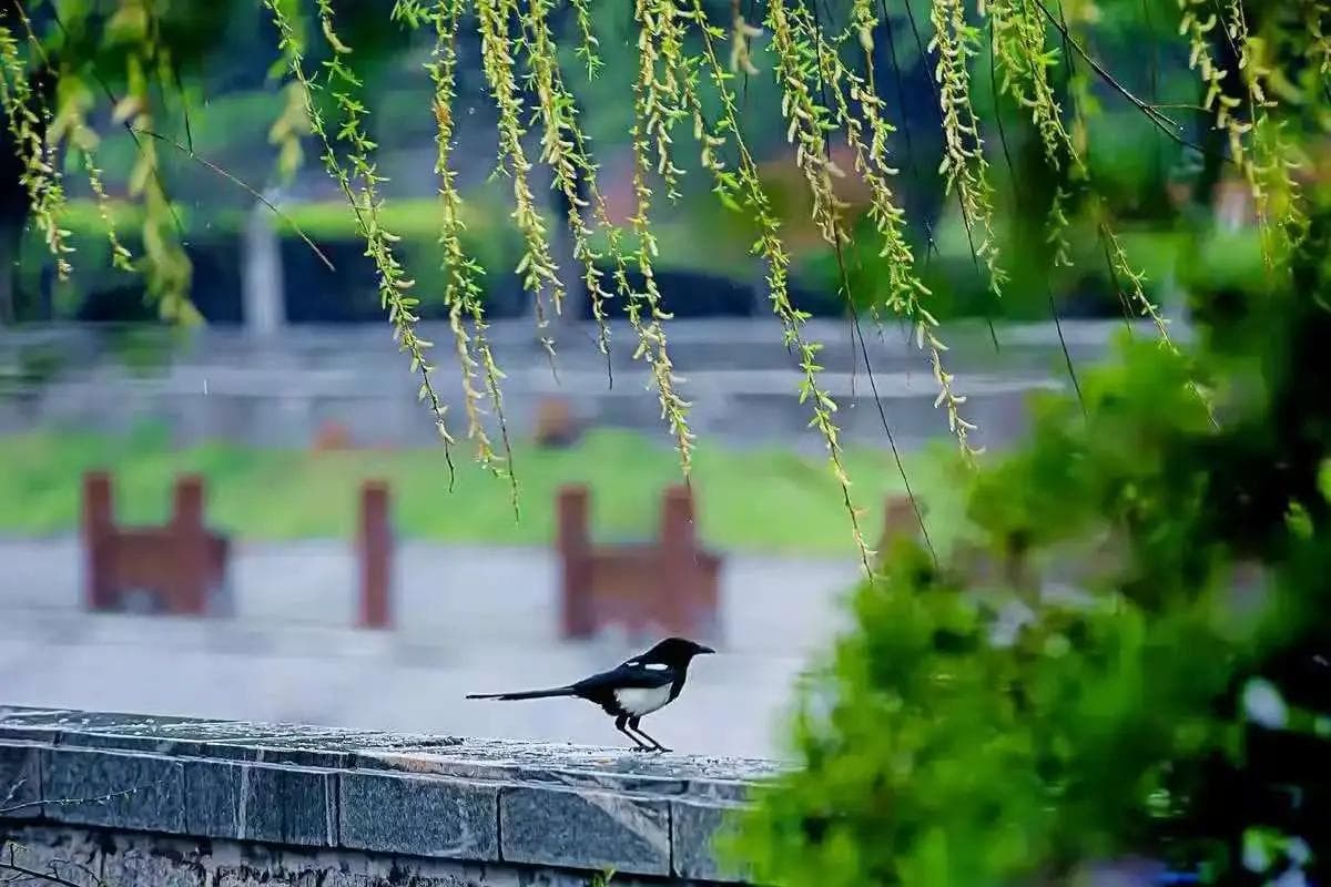 春醒万物生｜居家养生四步法，养肝护阳一整年！