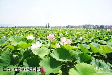 萍乡莲花荷花博览园旅游攻略
