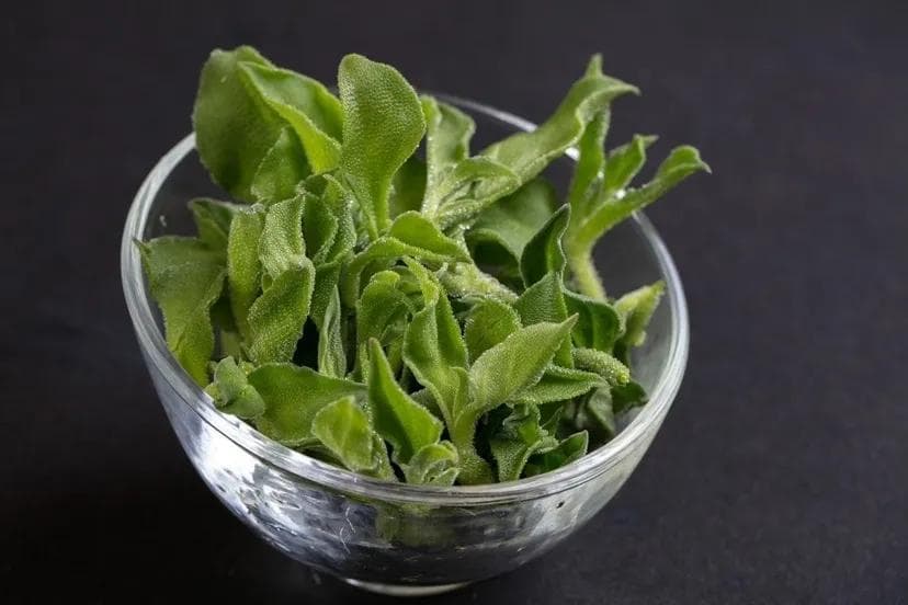 冰菜的特点不只在口感！专家推荐4种吃法