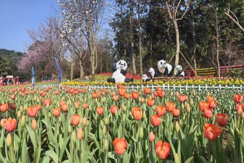 重庆发布“公园里的春天”赏花指南，220余个赏花点等你来