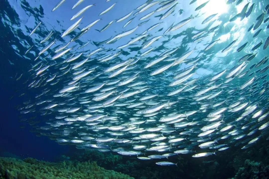 真图预警：一口生鱼片，能吃到哪些寄生虫？