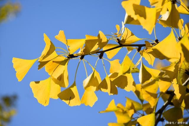 植物中的活化石：银杏、水杉、红豆杉、银杉和珙桐