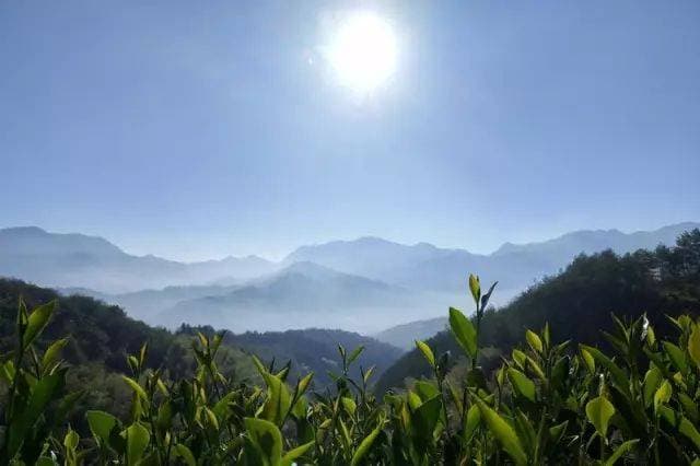 为什么白茶可以越陈越香