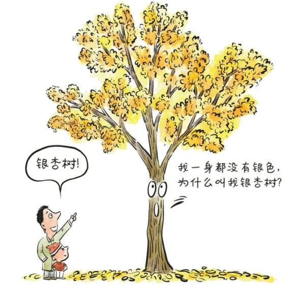 银杏树“长寿”的秘密