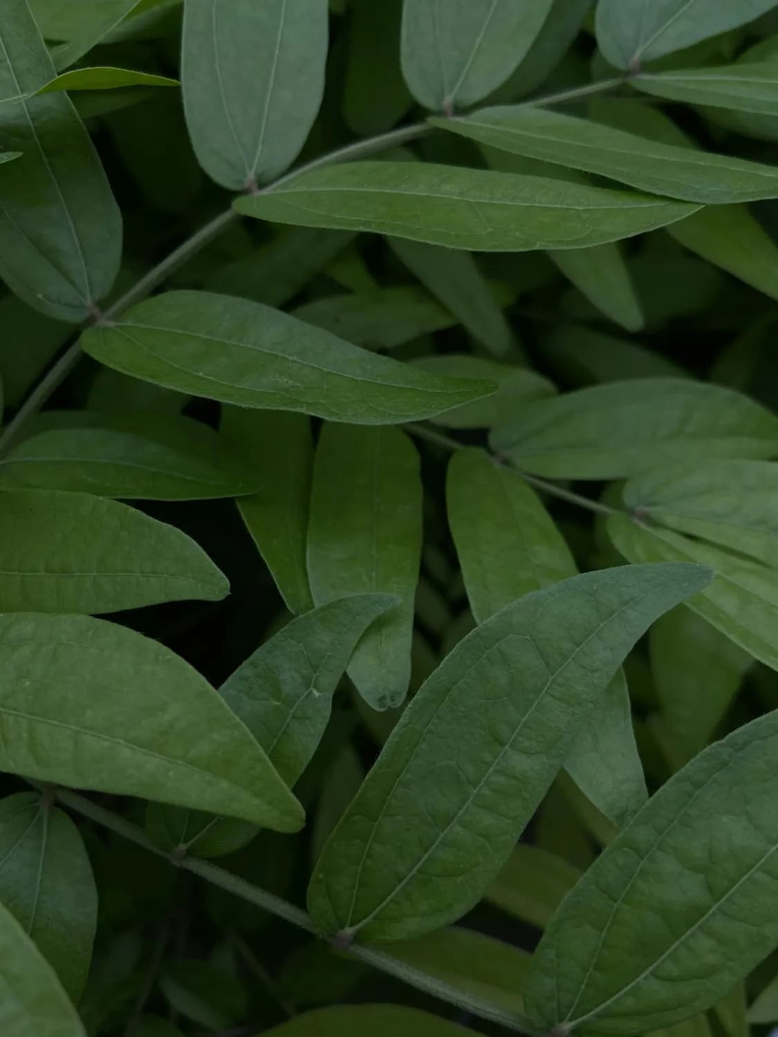 龙血树叶粉：天然植物宝藏的多重功效与使用指南
